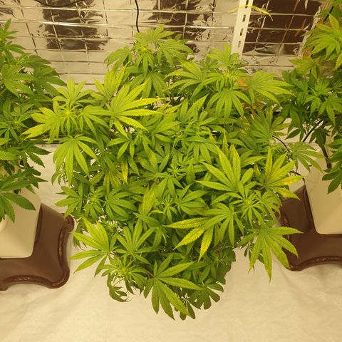 Moby Dick #1 growlog timeline photo