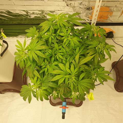 Moby Dick #1 growlog timeline photo
