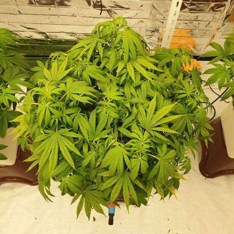 Moby Dick #1 growlog timeline photo