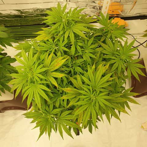 Moby Dick #1 growlog timeline photo