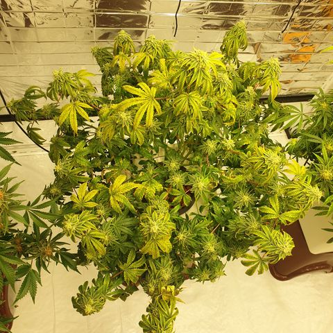 Moby Dick #1 growlog timeline photo