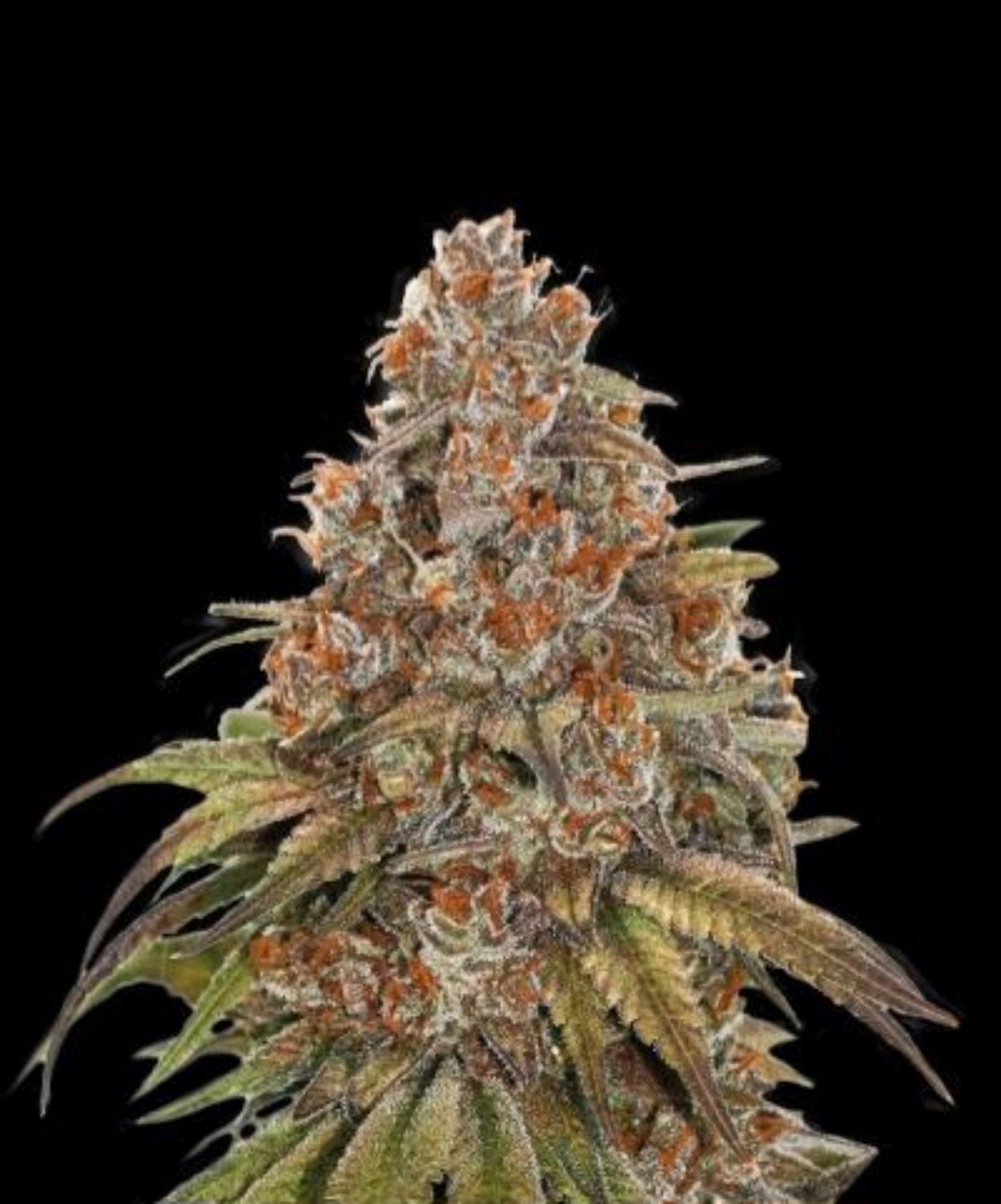 Blackberry Gum Autoflower growlog header