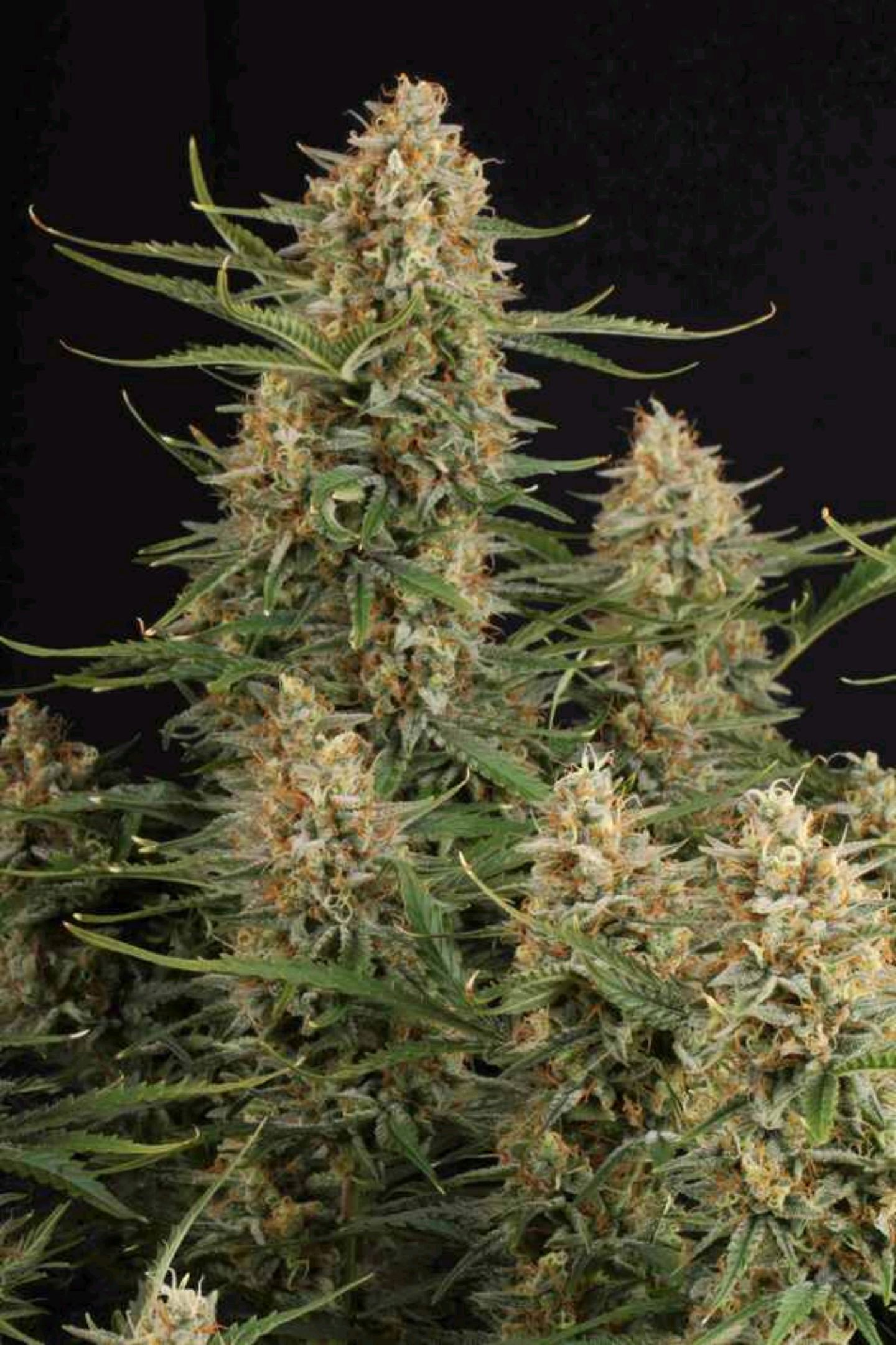 BCN Critical XXL Autoflower growlog header