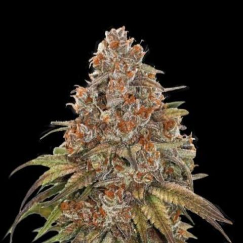 Blackberry Gum Autoflower growlog photo