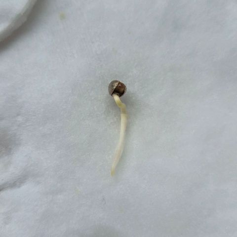 Blackberry Gum Autoflower growlog photo