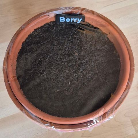 Blackberry Gum Autoflower growlog photo