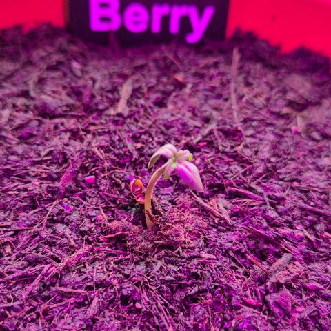 Blackberry Gum Autoflower growlog timeline photo