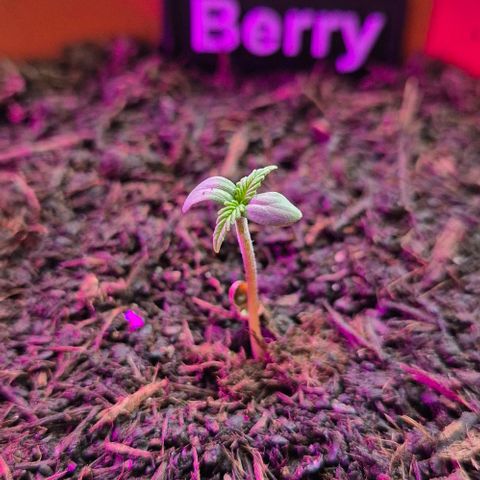 Blackberry Gum Autoflower growlog photo: 7 Uhr