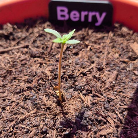 Blackberry Gum Autoflower growlog photo: 13 Uhr