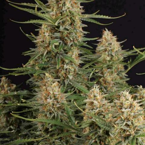 BCN Critical XXL Autoflower growlog photo