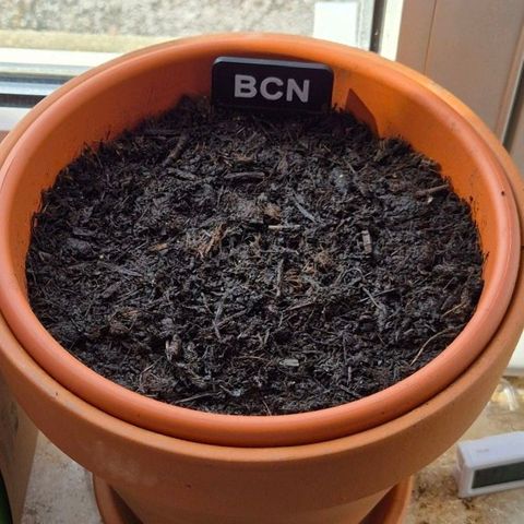 BCN Critical XXL Autoflower growlog photo