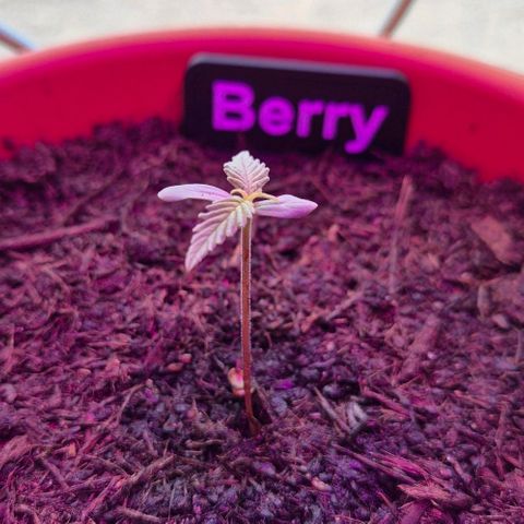 Blackberry Gum Autoflower growlog timeline photo