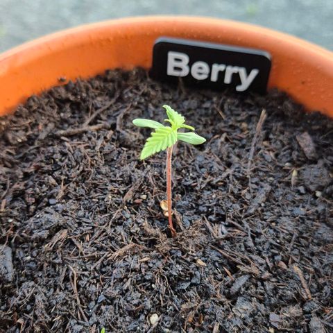 Blackberry Gum Autoflower growlog timeline photo