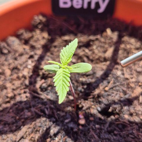 Blackberry Gum Autoflower growlog timeline photo