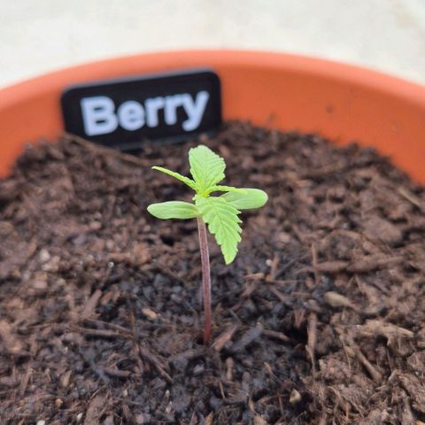 Blackberry Gum Autoflower growlog timeline photo