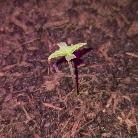 BCN Critical XXL Autoflower growlog timeline photo