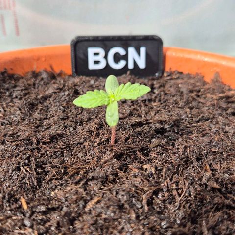 BCN Critical XXL Autoflower growlog timeline photo