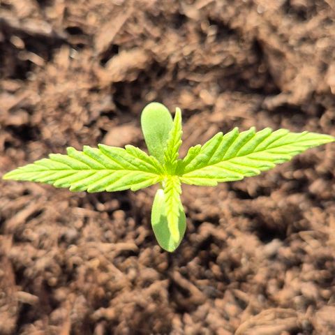 Blackberry Gum Autoflower growlog timeline photo