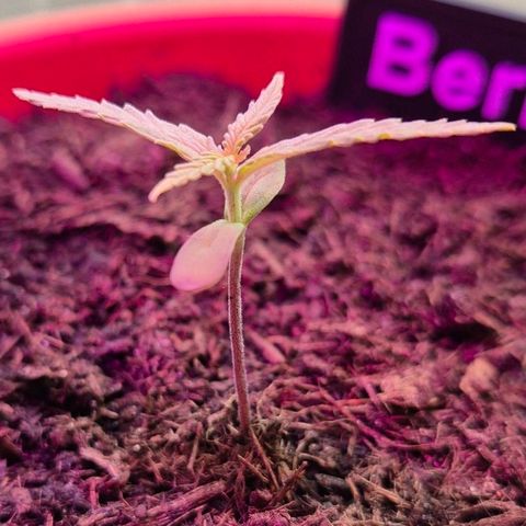 Blackberry Gum Autoflower growlog timeline photo