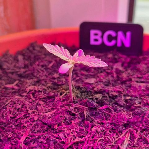 BCN Critical XXL Autoflower growlog timeline photo