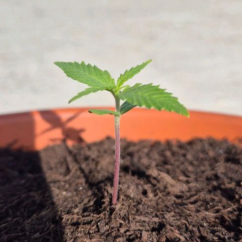 Blackberry Gum Autoflower growlog timeline photo