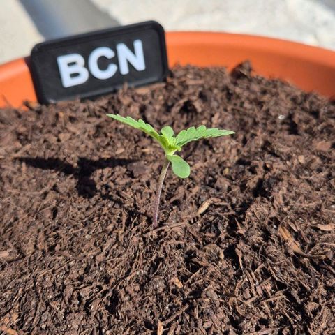 BCN Critical XXL Autoflower growlog timeline photo