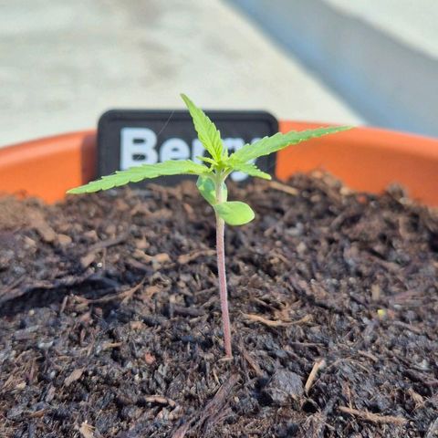 Blackberry Gum Autoflower growlog timeline photo