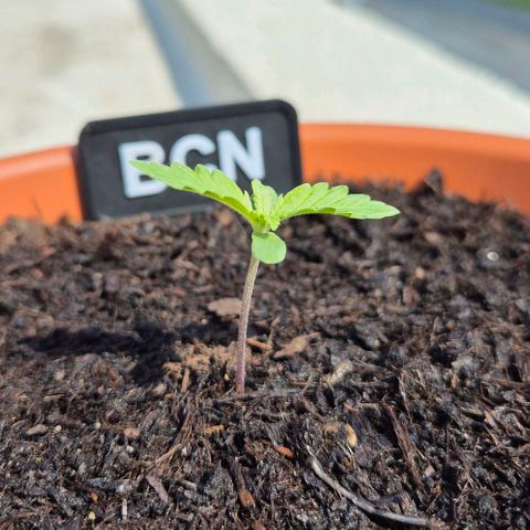 BCN Critical XXL Autoflower growlog timeline photo