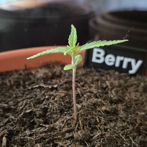 Blackberry Gum Autoflower growlog timeline photo