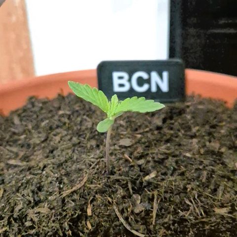 BCN Critical XXL Autoflower growlog timeline photo