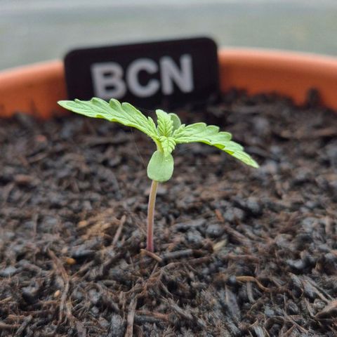 BCN Critical XXL Autoflower growlog timeline photo