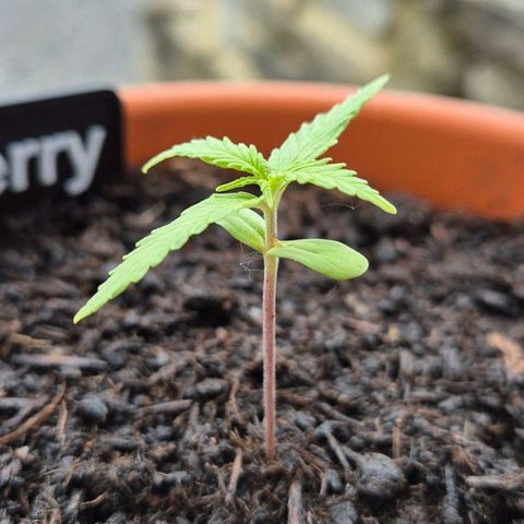 Blackberry Gum Autoflower growlog timeline photo
