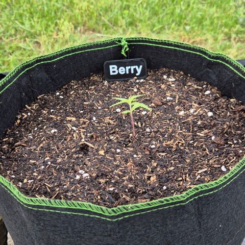 Blackberry Gum Autoflower growlog timeline photo