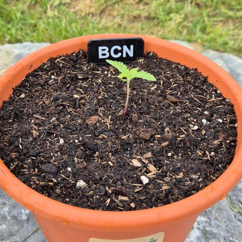 BCN Critical XXL Autoflower growlog timeline photo