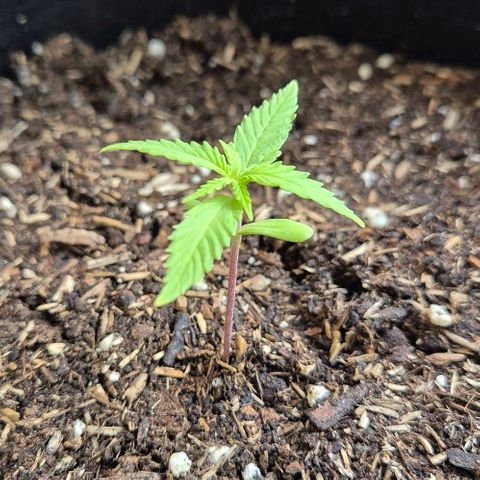 Blackberry Gum Autoflower growlog timeline photo