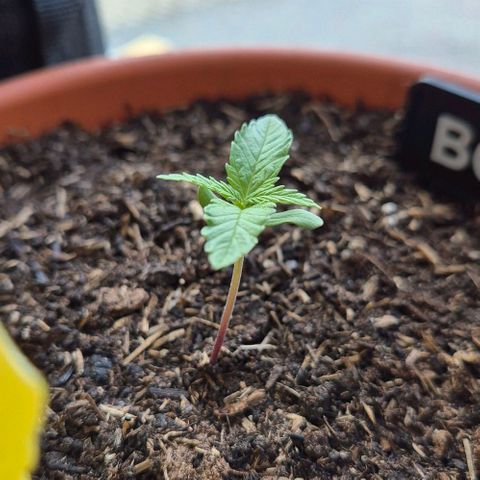 BCN Critical XXL Autoflower growlog timeline photo