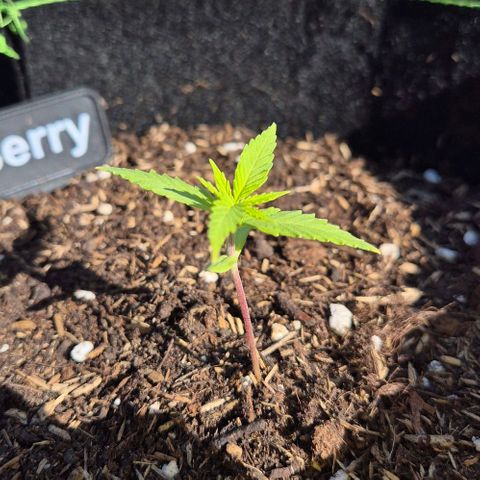 Blackberry Gum Autoflower growlog timeline photo