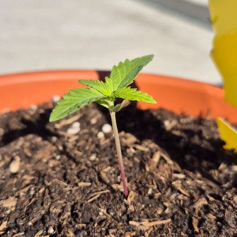 BCN Critical XXL Autoflower growlog timeline photo