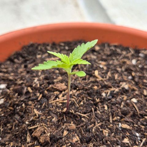 BCN Critical XXL Autoflower growlog timeline photo