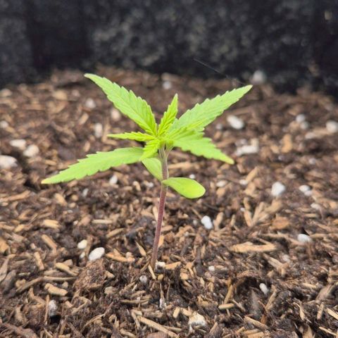 Blackberry Gum Autoflower growlog timeline photo