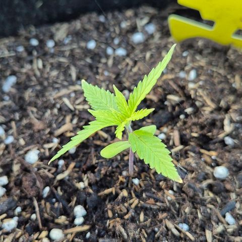 Blackberry Gum Autoflower growlog photo: Ganzen Tag draußen verbracht.