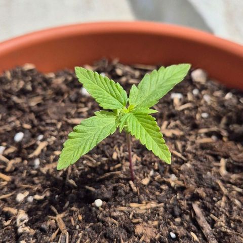 BCN Critical XXL Autoflower growlog timeline photo