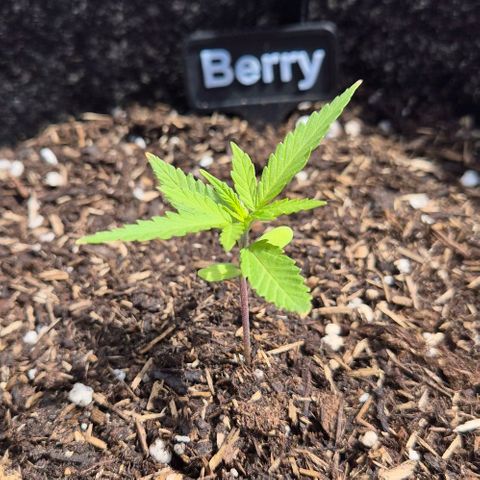 Blackberry Gum Autoflower growlog timeline photo