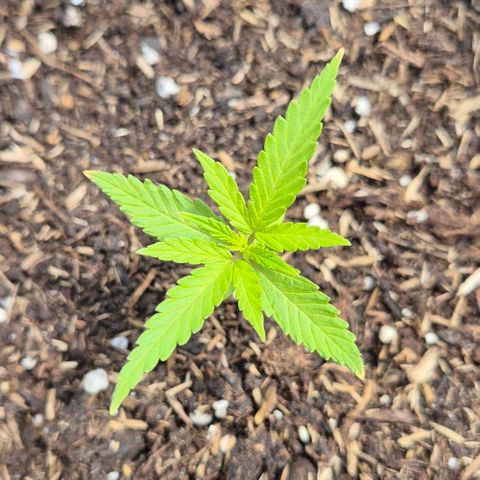 Blackberry Gum Autoflower growlog timeline photo
