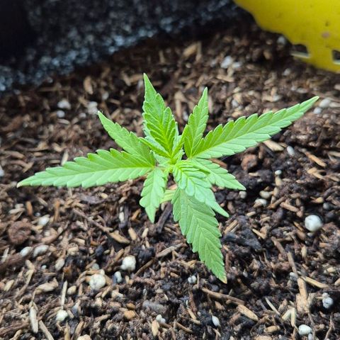 Blackberry Gum Autoflower growlog timeline photo