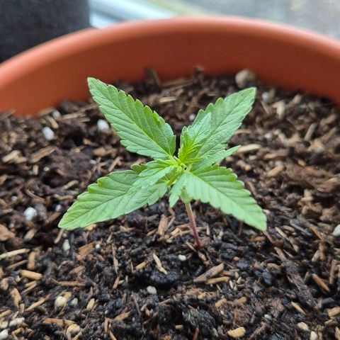 BCN Critical XXL Autoflower growlog timeline photo