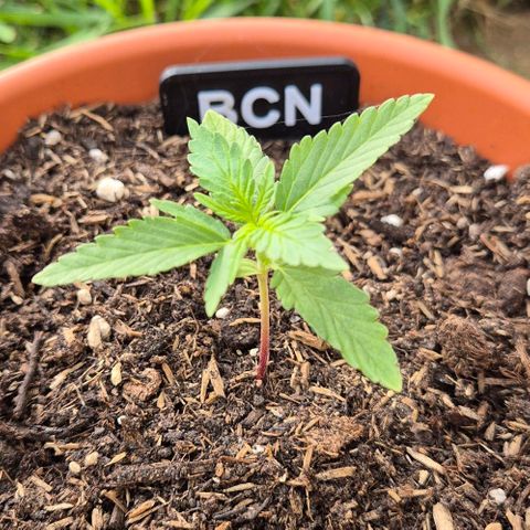 BCN Critical XXL Autoflower growlog timeline photo
