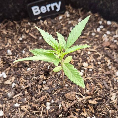 Blackberry Gum Autoflower growlog timeline photo