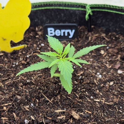 Blackberry Gum Autoflower growlog timeline photo