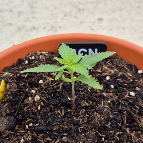 BCN Critical XXL Autoflower growlog timeline photo